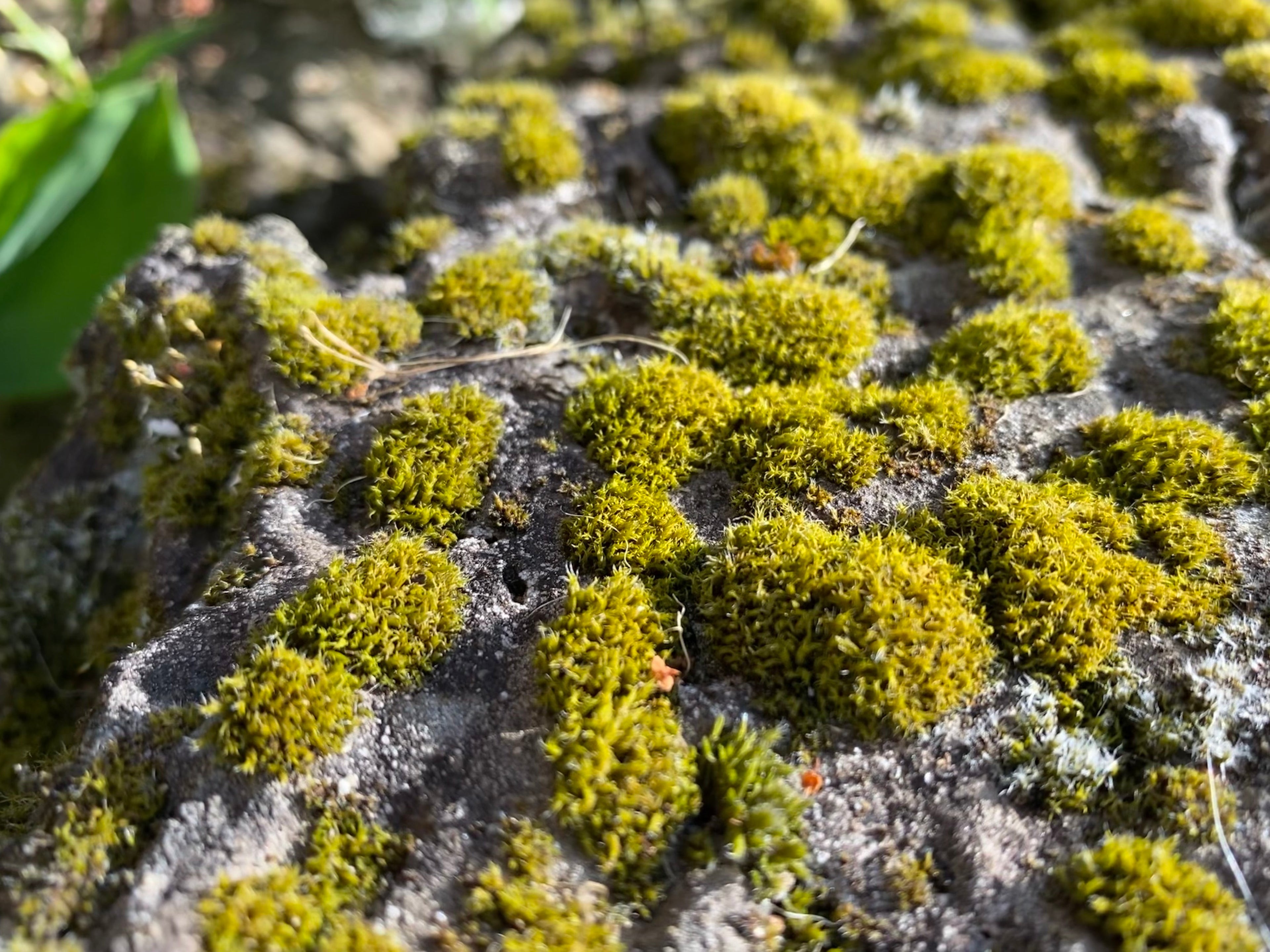 moss growing on a tree trunk